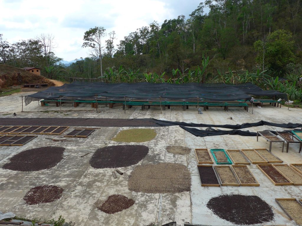 Café finca las nieves Guia Puerto Escondido, Huatulco, Mazunte, Zipolite, guiapuertoescondido.com