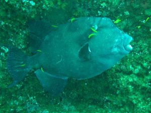 Deep Blue Dive Guía Puerto Escondido, Huatulco, Mazunte, Zipolite, guiapuertoescondido.com