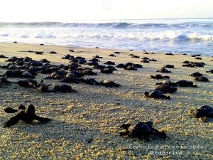 COOPERATIVA ECOTURISTICA DEL SANTUARIO LA ESCOBILLA Guía Puerto Escondido, Huatulco, Mazunte, Zipolite, guiapuertoescondido.com