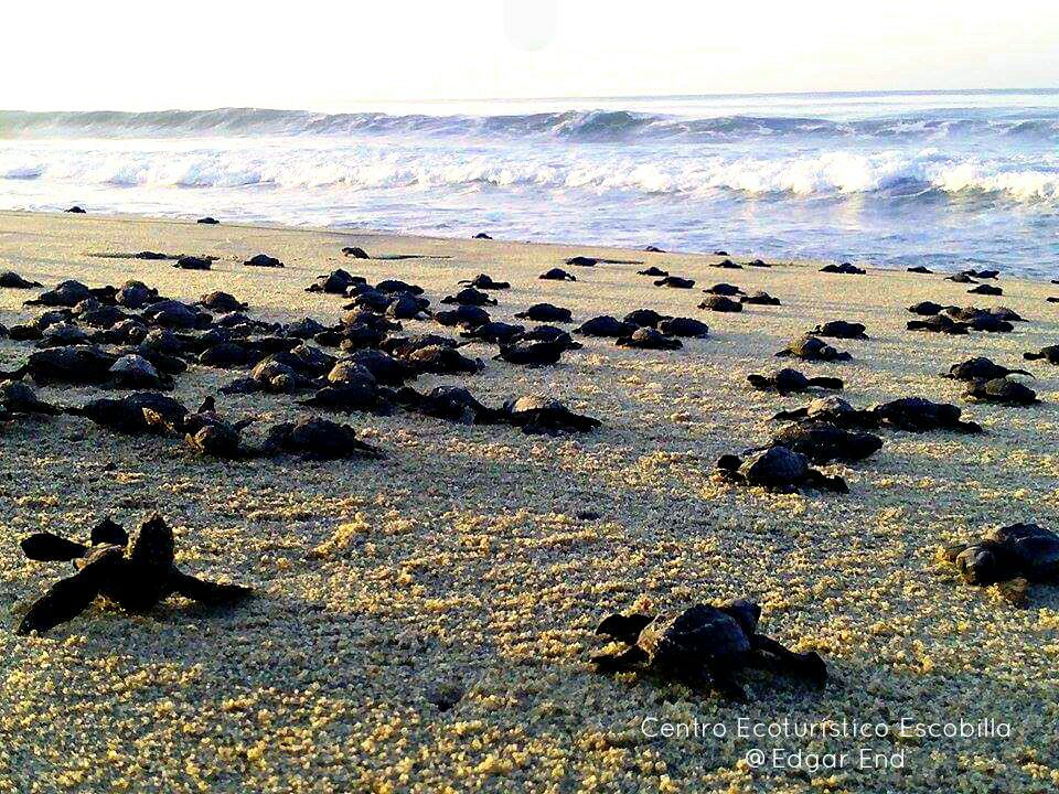 COOPERATIVA ECOTURISTICA DEL SANTUARIO LA ESCOBILLA Guía Puerto Escondido, Huatulco, Mazunte, Zipolite, guiapuertoescondido.com