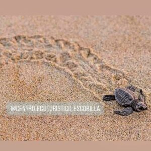 COOPERATIVA ECOTURISTICA DEL SANTUARIO LA ESCOBILLA Guía Puerto Escondido, Huatulco, Mazunte, Zipolite, guiapuertoescondido.com