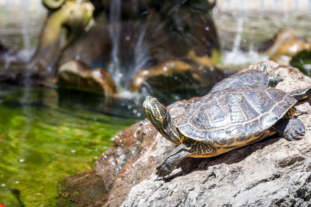 Únete a la celebración del Día Internacional de la Tortuga el 23 de mayo. Descubre cómo proteger a estos maravillosos reptiles y aprende datos fascinantes sobre sus especies y hábitats. ¡Conviértete en un defensor de las tortugas hoy!