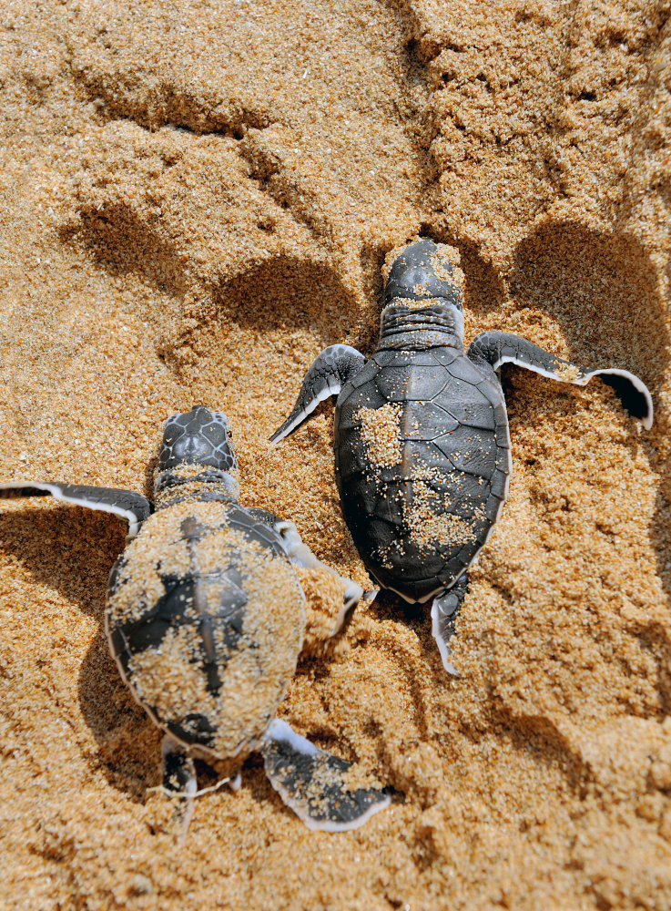 Únete a la celebración del Día Internacional de la Tortuga el 23 de mayo. Descubre cómo proteger a estos maravillosos reptiles y aprende datos fascinantes sobre sus especies y hábitats. ¡Conviértete en un defensor de las tortugas hoy!