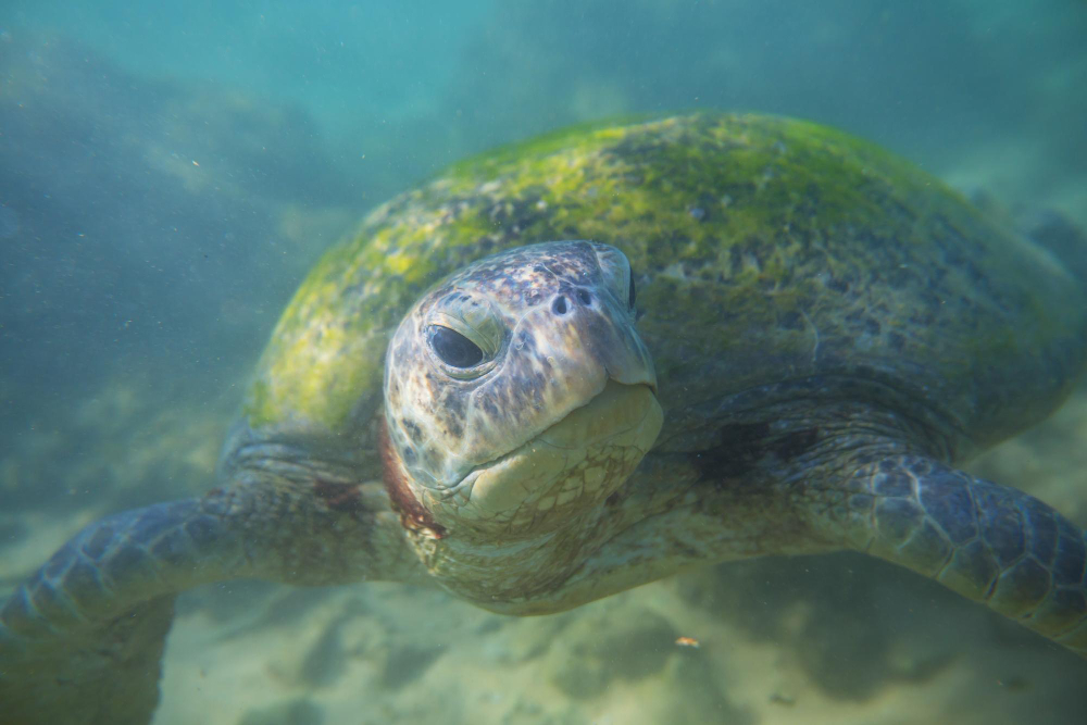 Únete a la celebración del Día Internacional de la Tortuga el 23 de mayo. Descubre cómo proteger a estos maravillosos reptiles y aprende datos fascinantes sobre sus especies y hábitats. ¡Conviértete en un defensor de las tortugas hoy!