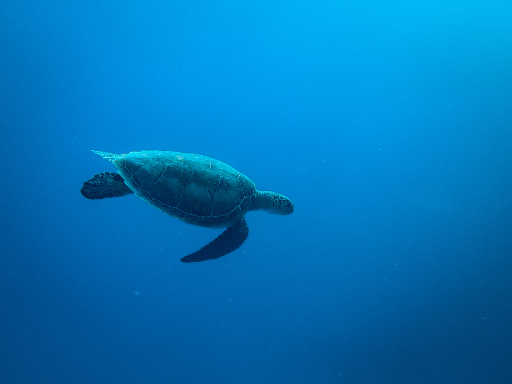 Únete a la celebración del Día Internacional de la Tortuga el 23 de mayo. Descubre cómo proteger a estos maravillosos reptiles y aprende datos fascinantes sobre sus especies y hábitats. ¡Conviértete en un defensor de las tortugas hoy!