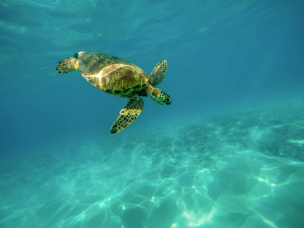 Únete a la celebración del Día Internacional de la Tortuga el 23 de mayo. Descubre cómo proteger a estos maravillosos reptiles y aprende datos fascinantes sobre sus especies y hábitats. ¡Conviértete en un defensor de las tortugas hoy!