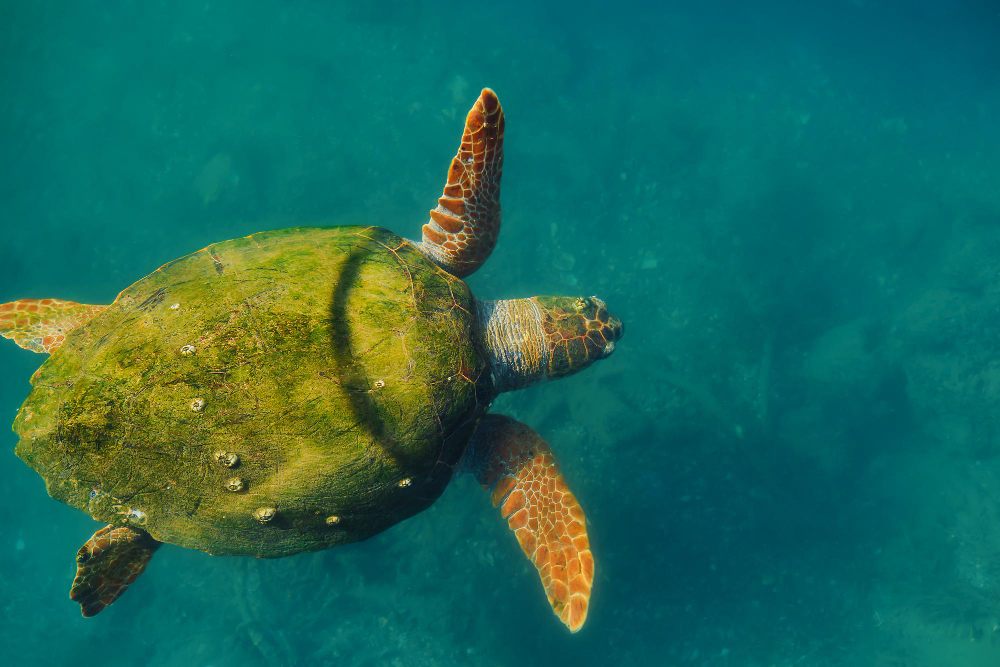 Únete a la celebración del Día Internacional de la Tortuga el 23 de mayo. Descubre cómo proteger a estos maravillosos reptiles y aprende datos fascinantes sobre sus especies y hábitats. ¡Conviértete en un defensor de las tortugas hoy!