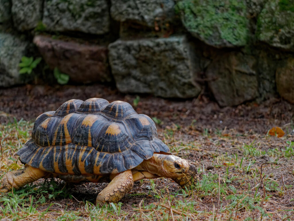 Únete a la celebración del Día Internacional de la Tortuga el 23 de mayo. Descubre cómo proteger a estos maravillosos reptiles y aprende datos fascinantes sobre sus especies y hábitats. ¡Conviértete en un defensor de las tortugas hoy!