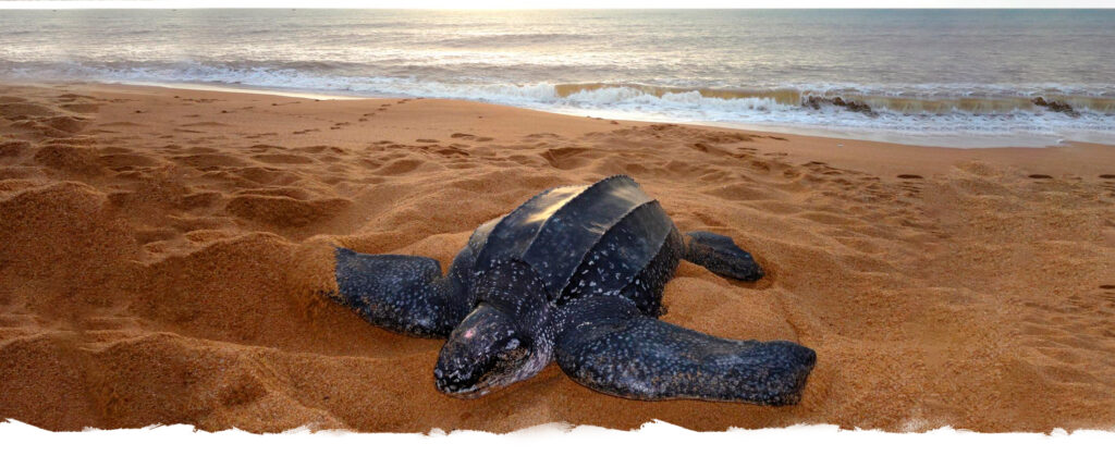 Descubre VIVEMAR, una organización no gubernamental dedicada a la conservación de la flora y fauna en la costa de Oaxaca, México. Participa en su programa de voluntariado y contribuye a proteger nuestro planeta.