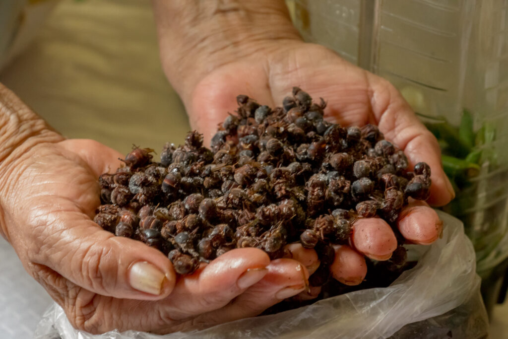 salsa de chicatana receta auténtica oaxaca guia puerto escondido