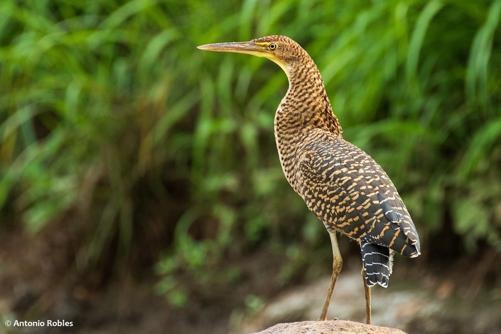 ¿Sabías que puedes observar más de 300 especies de aves en Puerto Escondido? 🦜 Descubre los mejores spots para el birdwatching y cuándo visitarlos. ¡Tu próxima aventura natural te espera! #PuertoEscondido #Birdwatching